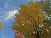 fall